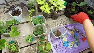 Черенки разростаются, пора всё рассаживать.