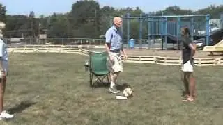 Dad yelling at kids