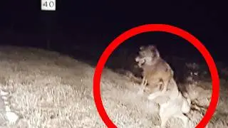 Shapeshifting Creatures Caught On Camera Experts Cannot Explain