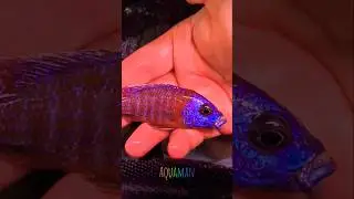 💙❤️ Beautiful Cichlid Fish💙❤️