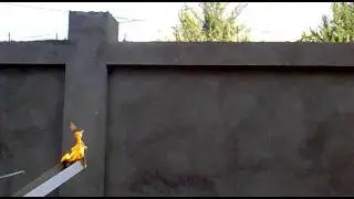 Как гарит сухое молоко 2
