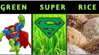 GREEN SUPER RICE | NEW RICE VARIETY | GSR | AGRI PEDIA | TAMIL |