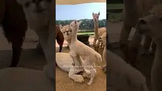 С добрым утром 🌄 🦙🦙🦙❤ 