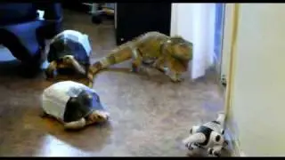 RoBo Reptile vs Big Liz