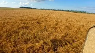 Положение дел хозяйства 04. 09 . 2019.Часть 2. Переехали на овёс.