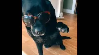 Los perros tiktok Eros
