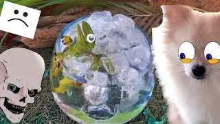 Ледяная ванна для динозавра! Ледяная вода! 10 000 $ или сосиську?