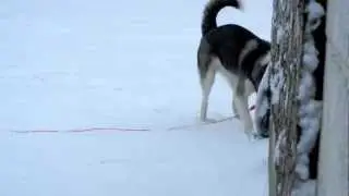 Mikey the Siberian Husky is Enjoying the first snow of the Season Nov 07 2012
