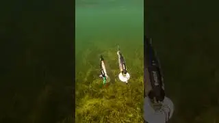 He can't believe it's plastic. #shorts #fishing #new #рыбалка