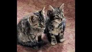Two kittens called Tweedle dee and Tweedlle dum