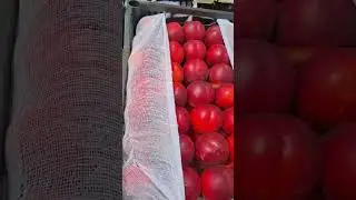 SHAFTOLIGA BITA BAHO BERAMIZ DOʻSTLAR PATPISKA BOSAMIZ JIGARLAR #uzbekistan #fruit #rec #farming