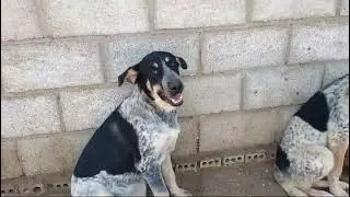 Manuela Video1 #rescuedog #hund #tierschutz