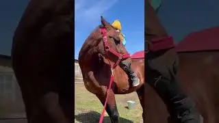 Конь Иврит и Дана.