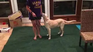 Daphne's Novice Trick Dog Video