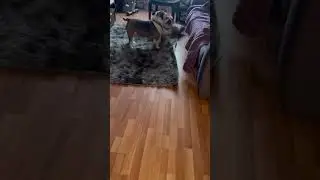 #смешныесобаки