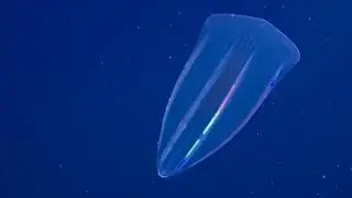 5 Жутких и Хищных МОНСТРОВ ОКЕАНА!!!