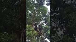 POHON WANYI ANGKER DI HUNI SOSOK KUNTILANAK 😱😱 KETIKA DI REKAM KAMERA BERKEDIP KEDIP KUTAI TIMUR