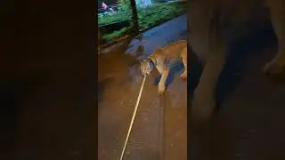 Кот болеет... 😿