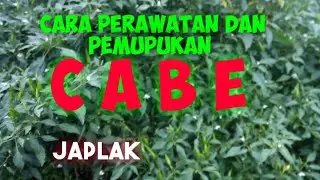 CARA PERAWATAN CABE JAPLAK II Cara Pemupukan Cabe Japlak