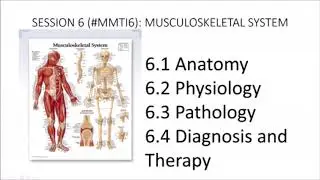 Medicine for medical translators 6: Musculoskeletal system