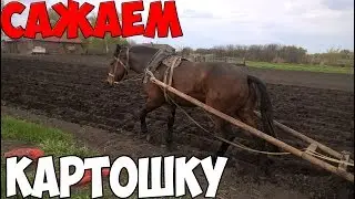 САЖАЕМ КАРТОШКУ ПОД ЛОШАДЬ