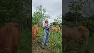 आमच्या गाईंसाठी आज कैलास खेरचे गाणे...#flute #flutemusic #saiyaan #desicow #dairyfarm