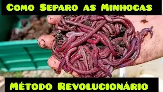 How to Separate Earthworms Using a Revolutionary Method @chacaraauto-sustentavel6368