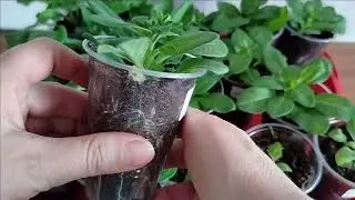 ПЕТУНИЯ через неделю после пикировки.Первые цветочки🌸