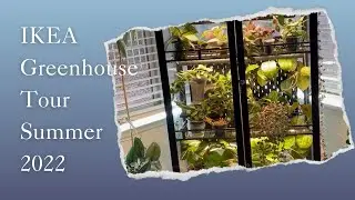 Hoya Tour - IKEA Milsbo Cabinet Filled with 30 Hoyas!