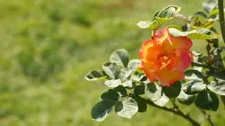 Roses  Pests & Diseases