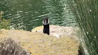 Goose stares at everyone then leaves