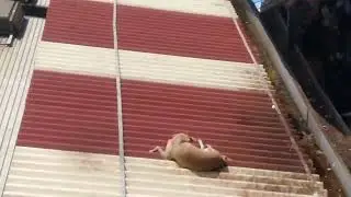doggo enjoying at Andheri station