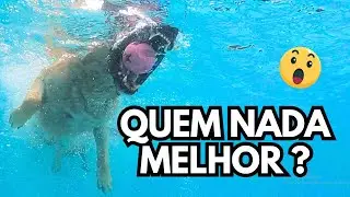 Você Nunca Viu PASTOR ALEMÃO Assim! NADANDO COM LABRADORES E CHOW CHOW