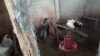 Обход хоз двора))) 🙂