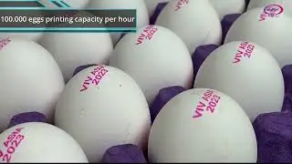 Egg Coding Solutions All Machines