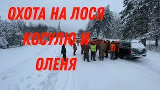 ОХОТА на ЛОСЯ Косулю и Оленя. Открытие загонной охоты. Открытие Сезон 2023.