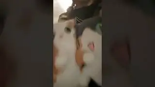 коты.коты сказали то что я жирная,но это не правда!