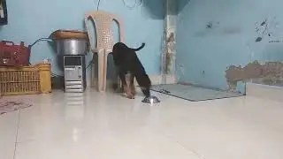 My Dog Playing With Food Bowl || Dog Pushing Food Bowl With His Nose || Mr. Pablo ||