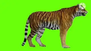 Green screen animals | Lion Male lion Lion footage 