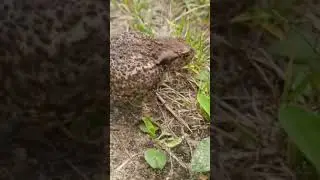 #смешная #лягушка #лето #funnyvideo #приколы