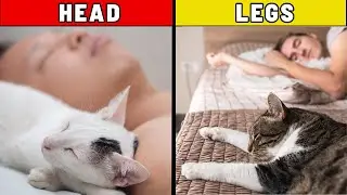 Your Cat Sleeps Here for a Reason – And It’s Not What You Think