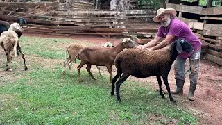 COMO TÃO AS COISAS AQUI NO SÍTIO @joaodagrota7392 e @lucaspereiralima