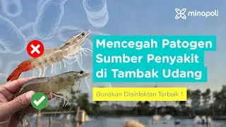 7 Rekomendasi Disinfektan Tambak Udang Vaname dan Spesifikasinya