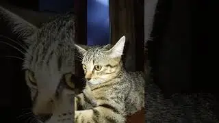 KUCING HITAM LAGI BERDUAAN SAMA KESIE🙄?♡!!