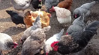 7 мая/ работа на селе кипит/ курицы и те работают🥚😃/чистим территорию/  перепелка на мангале