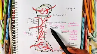 YOUNG LONG BONE || Blood Supply || Long Bone Anatomy || Drawn & Explained