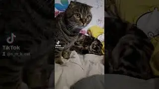 2Кота😉