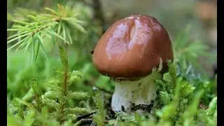 How to clean buttermilk. How to prepare for the winter. Forest mushrooms.