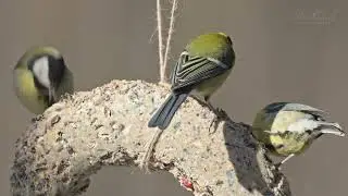 Test ostření Nikon Z9 - Video Auto-area AF - část druhá