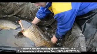 Carp. Catching of producers at the Karaganda fish hatchery. 2013